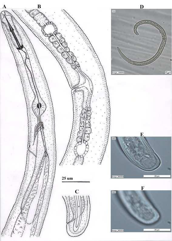 Şekil 4.37. A-F. H. canadensis. A-F. Dişi. A. Baş ve Oesophagus bölgesi; B.