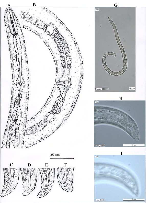 Şekil 4.38. A-I. H. digonicus. A-I. Dişi. A. Baş ve Oesophagus bölgesi; B.