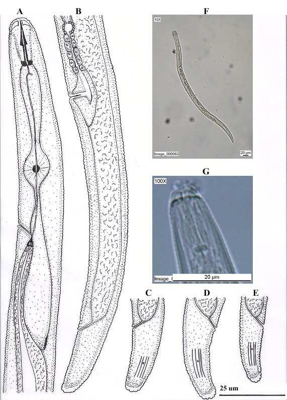 Şekil 4.47. A-G. P. pratensis. A-G. Dişi. A,G. Baş ve Oesophagus bölgesi; B.