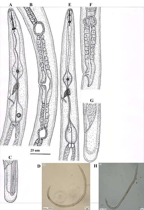 Şekil 4.58. A-D. P. loofi, E-H. T. imperialis. A-H. Dişi. A,E.