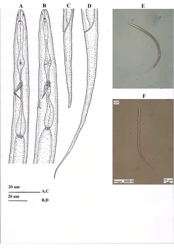 Şekil 4.8. A, C, F. F. misellus. B, D, E. F. anguilonius. A-F. Dişi.