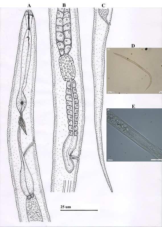 Şekil 4.25. A-E. B. shahidi. A-E. Dişi. A. Baş ve Oesophagus bölgesi; B,E.