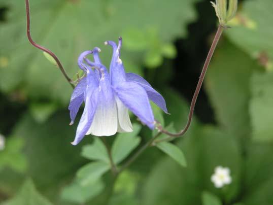 ) Stearn Aquilegia olympica