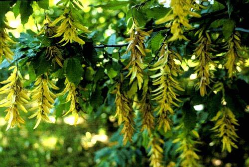 Carpinus betulus L.