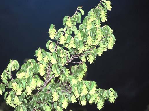 Ostrya carpinifolia