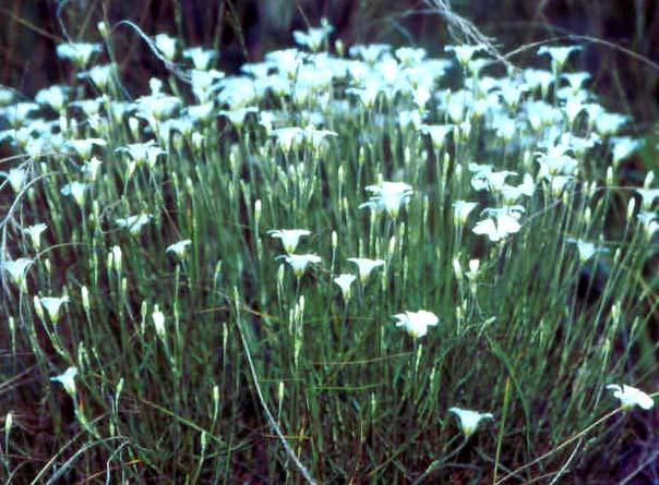 Dianthus liboschitzianus Ser.