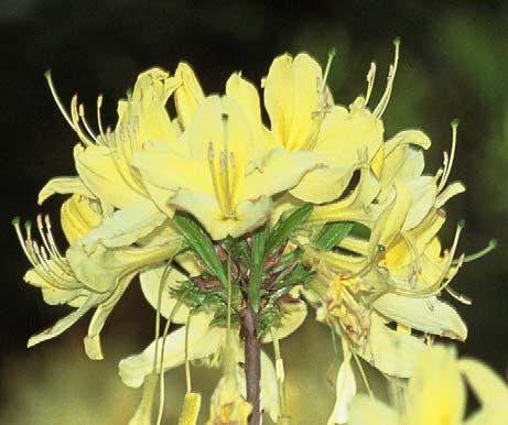 Rhododendron luteum