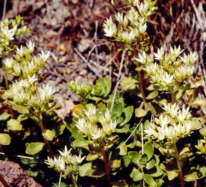 ilişkin bazı taksonlar Sedum