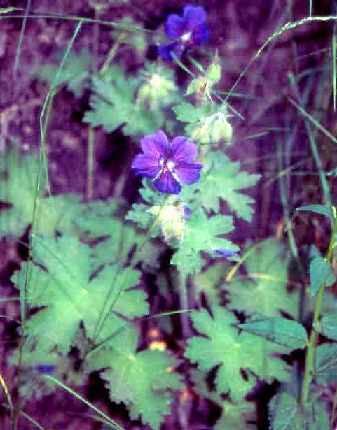 Geranium ibericum Cav. G.