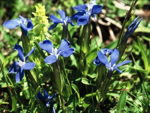 Gentiana pyrenaica L.