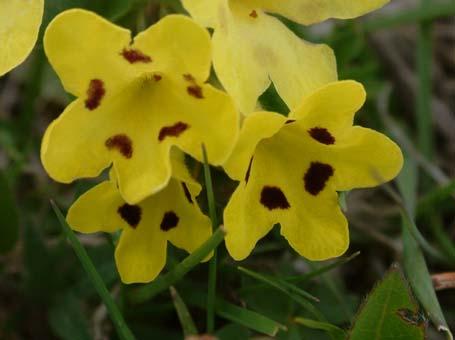 pulcha Myosotis