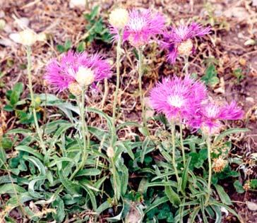 hedgei Wagenitz Tanacetum