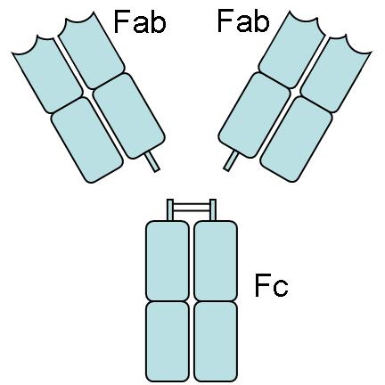 farklı reseptör tipleri tanımlanmıştır. Bunlar; IgG için Fc gama reseptörü (FcγR), Ig E için Fc epsilon reseptörü (FcεR) ve Ig A içinse Fc alfa reseptörüdür (FcαR).