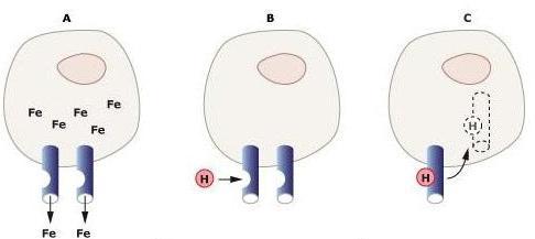 bu bağlanmanın ferroportinin degredasyonuna yol açtığına ve ferroportinin hücre membranından kaybının hücresel demir atılımının azaldığına dair bir rapor yayınlamıştır [23].