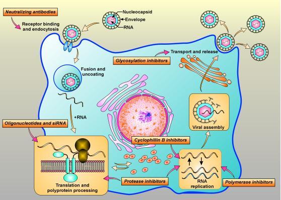 Şekil 2.5.2.2: Hepatit C nin viral döngüsü. Virus döngüsünün her adımına dönük ilaç geliştirilmesi hedeflenmiştir.