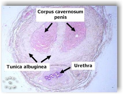 Penis Penis idrar ve seminal sıvının dışarı atıldığı ve kopulasyonun sağlandığı ortak bir organdır.