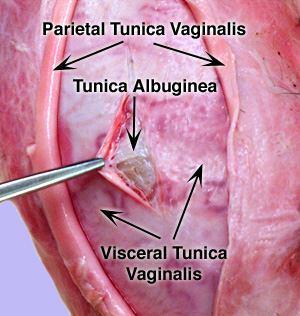 3- Tunika Vasküloza: Testiküler kapsülün en iç tabakası olan tunika vasküloza ince bir areolar bağ dokusu içerisine gömülmüş olan kan damarları ağlarından oluşmuştur.