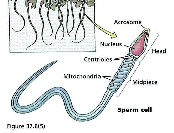 Spermatogenezi etkileyen durumlar Spermatogenez için, 35 0 C sıcaklık çok önemlidir. Bu sıcaklık, spermatik arteri saran venlerin oluşturduğu pampiniform pleksus tarafından skrotumda sağlanır.