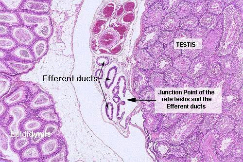 4.Duktus epididimis 5.Duktus deferens 6.Ampulla duktus deferens 7.Duktus ejakulatorius Tubuli Rekti Seminifer tubuller her lobulün apeksinde düz tubulü meydana getirmek üzere birleşirler.