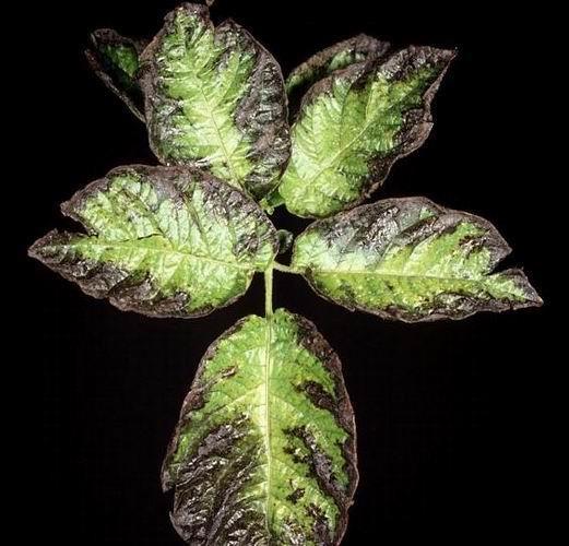 Patateste potasyum noksanlığında yapraklar koyu yeşil üzerinde metalik bronz renklidir. Bitki bodur ve çalımsı bir görüntü hal alır. Yaşlı yaprakların kenarlarında renk alır.