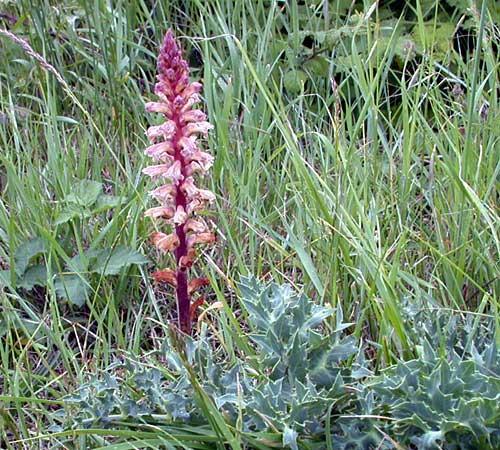 Canavar otları (Orobanche spp.) Tam parazit olan canavar otlarının yeşil yaprakları yoktur, dolayısıyla klorofil içermezler ve fotosentez yapamazlar.