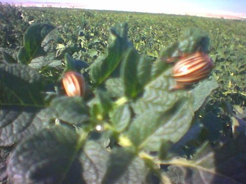 Patates böceği ( Leptinotarsa decemlineata ) Patates Böceği (Leptinotersa Decemlinecta) Patates ve patlıcanlarda zararlı olan PATATES BÖCEĞİ nin ergini sarı siyah renkli sırtı bombelidir.