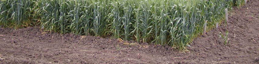 thornei nin doğa koşullarında değişik buğday çeşitlerinde verime olan etkisini araştırmak amacıyla 2003, 2004 ve 2005 yıllarında Çukurova Tarımsal Araştırma Enstitüsü