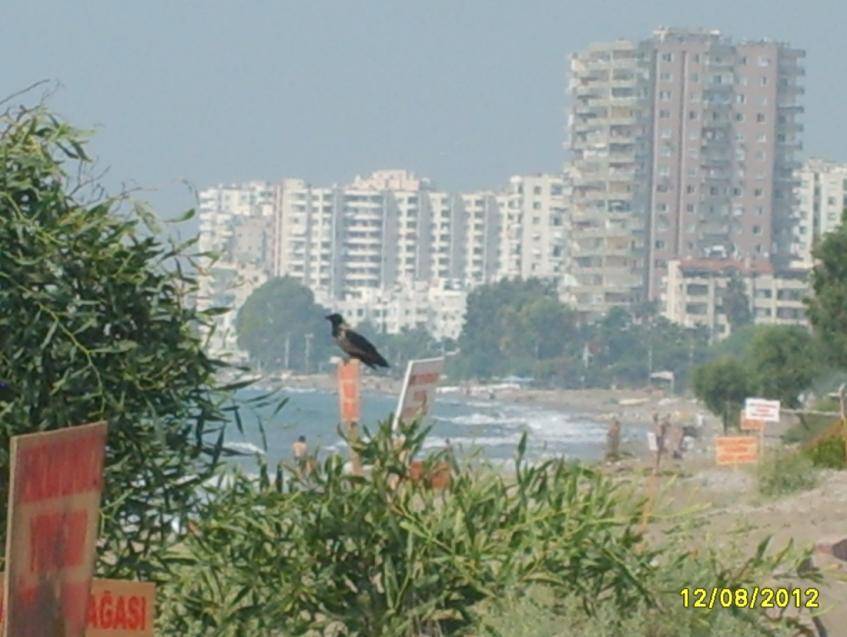 Şekil 5.1. Mersin Erdemli arasındaki betonlaşması hala devam eden sahil şeridinde yer alan yaklaşık 2,8 km uzunluğa sahip Davultepe 100. Yıl Kumsalı 1.