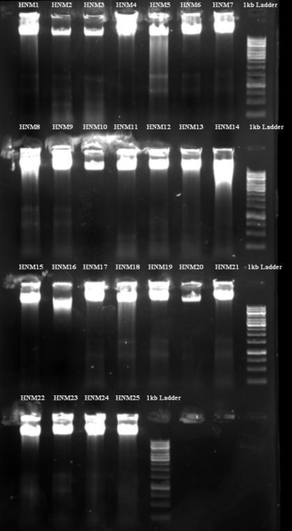 sonunda 1kb DNA ladder, MBI Fermentas) Şekil