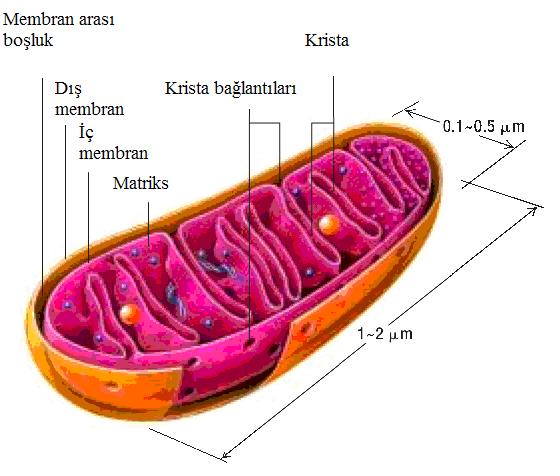 2 çoğalabilen bir organeldir (Lodish ve ark., 2003). Boyu 1 10 m arasında, Ģekli ise ovalden çubuğa kadar değiģkenlik göstermektedir. Bazı memeli hücreleri ile mikroorganizmalar (örn.