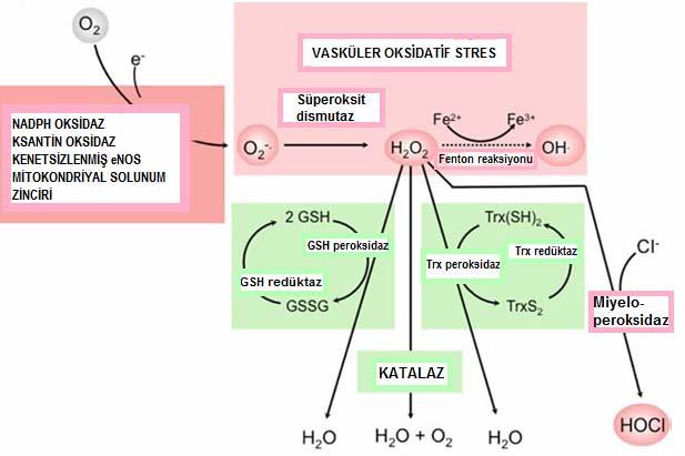 Şekil 4. Vasküler oksidatif stresin ortaya çıkış zinciri. 43 NADPH oksidaz, ksantin oksidaz, kenetsizlenmiş enos ve mitokondri solunum zinciri enzimleri önemli eşlenmemiş elektron kaynağıdır.