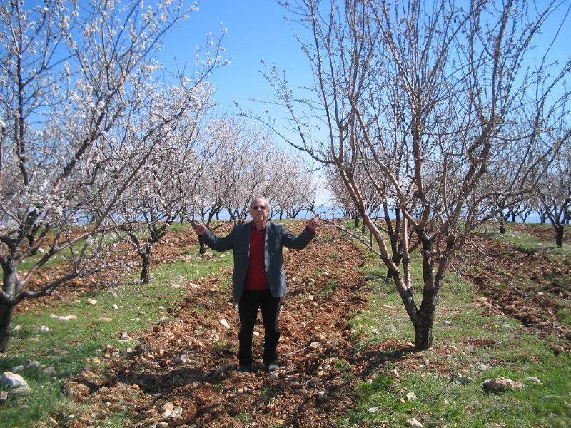 uygulanması, Badem çeşitleri arasında çiçeklenme zamanı bakımından farklılık görüyülor.