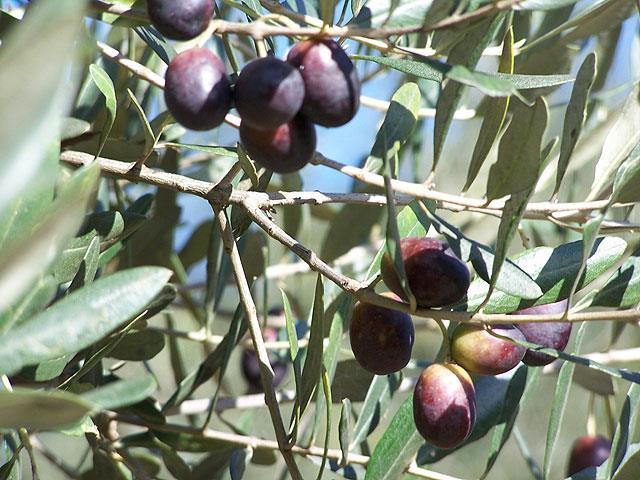 Zeytin *En uygun ekoloji 30 derece-40 derece enlemleri arasında kalan kuşaktır. *-7 o C ye kadar dayanıklıdır.