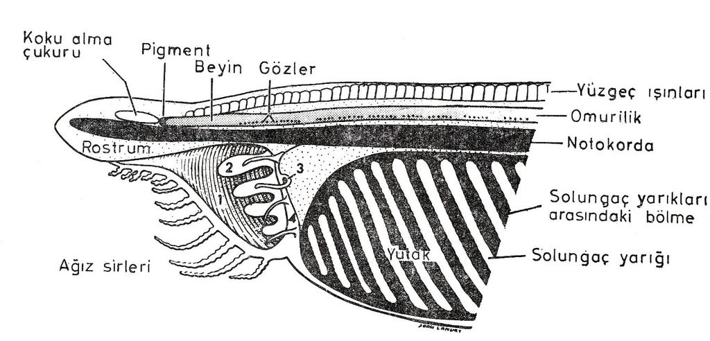 3.SUBFİLUM VERTEBRATA (Vertebrata =Omurgalılar, Craniota = Kafataslılar, Fıkralılar) Omurgalı Hayvanlar olarak bilinen Subfilum Vertebrata balıklar, amfibiler, sürüngenler, kuşlar ve memeli