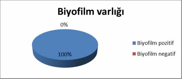 164 Toplam 2 S.waneri izolatının hepsinde biyofilm varlığı tespit edilmiştir (Şekil 4.29) Şekil 4.29. S.warneri izolatlarında biyofilm varlığı Toplam 2 S.