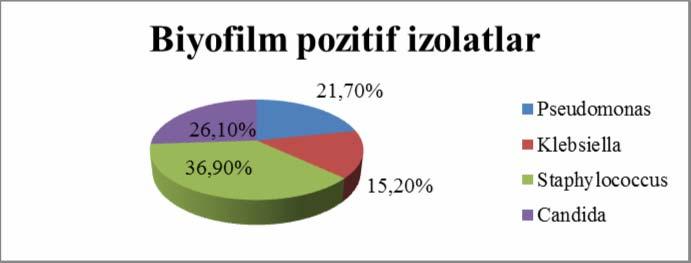 204 10 u (%21,7), Pseudomonas, 7 si (%15,2) Klebsiella, 17 si (%36,9)) Staphylococcus ve 12 si (%26,1) Candida izolatıdır ( Şekil 4.63.