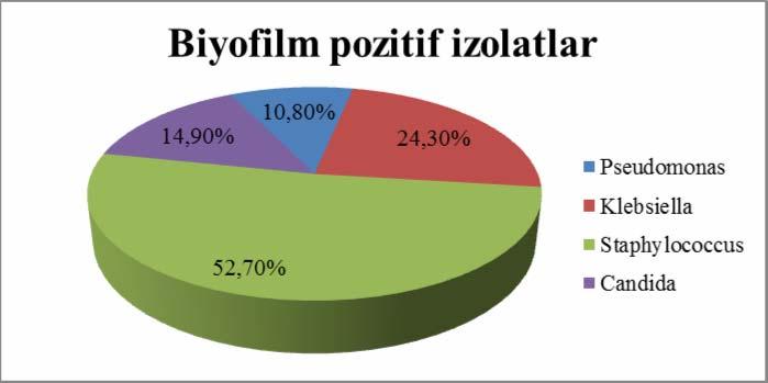 232 Safranin boyar maddesi kullanılarak yapılan biyofilm çalışmasında, 48 saatlik süre sonunda yapılan Spektrofotometrik değerlendirmede toplam 100 izolatın 74 ünde (%74) biyofilm varlığı tespit