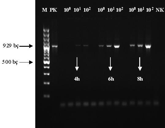 G. P. Yemiş, İ. Çakır, A. K. Halkman fiekil 5. Rekonstitüe bebek mamas ndan ön zenginlefltirme sonras direkt PCR yöntemi ile Cronobacter spp. tespiti (kaynatma yöntemi).