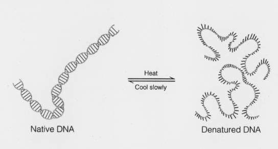 DNA nın