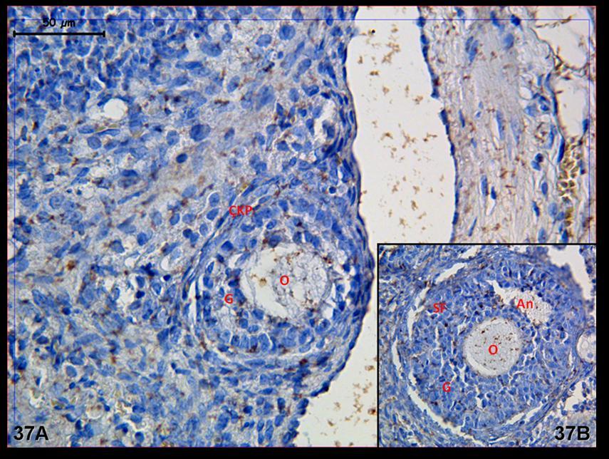 Resim 37A,B: Hormon uygulaması yapılan gruba ait kontrol ovaryum dokusunda yapılan LIF boyamasında büyük büyültmelerde foliküllerde zayıftan ortaya değişen tutulum