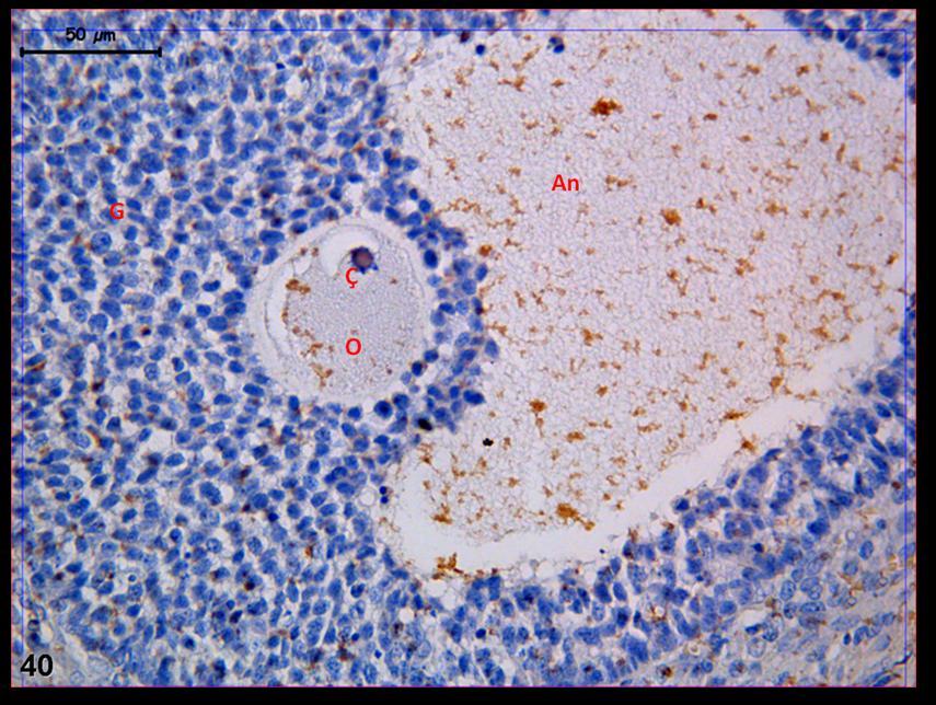 Resim 40: Hormon uygulaması yapılan gruba ait ovaryum dokusunda büyük büyültmelerde oosit ve çekirdekteki zayıf LIF