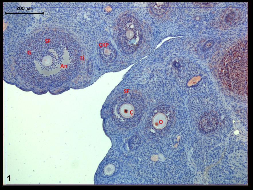 RESİMLER Resim 1: Hormon uygulaması yapılan gruplara ait kontrol ovaryum dokusunda gelişim aşamalarındaki folliküller ve oositlerdeki PCNA tutulumu izleniyor.