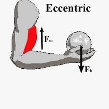 KUVVET (STRENGTH) Eksantrik kasılma (eccentric contraction) Dış merkezli