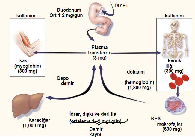 Şekil 2: Demir Metabolizması 20. Günlük demir ihtiyacının, yaklaşık 20 mg ı hemoglobin katabolizmasından sağlanır. Geri kalanı ise demir depolarından veya demir emilimi ile sağlanır 21.