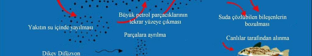 Uluslararası Petrol Endüstrisi Çevre Koruma Birliği (IPIECA) denize dökülen bir varil petrolün temizlenme maliyetinin 700 ile 3000 $ arasında olduğunu belirtmiştir (Talınlı v.d., 2003).