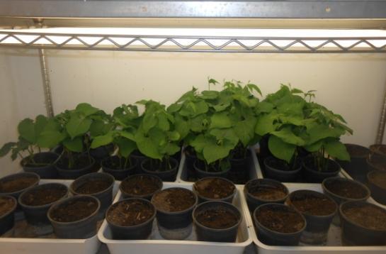 Ekilen fasulye tohumlarının çimlenmesinden sonra, bitkiler ilk 3-4 yaprak oluşumuna kadar bitki üretim odasında büyütülüp, daha sonra T. cinnabarinus üretimi için bir başka iklim odasına alınmıştır.