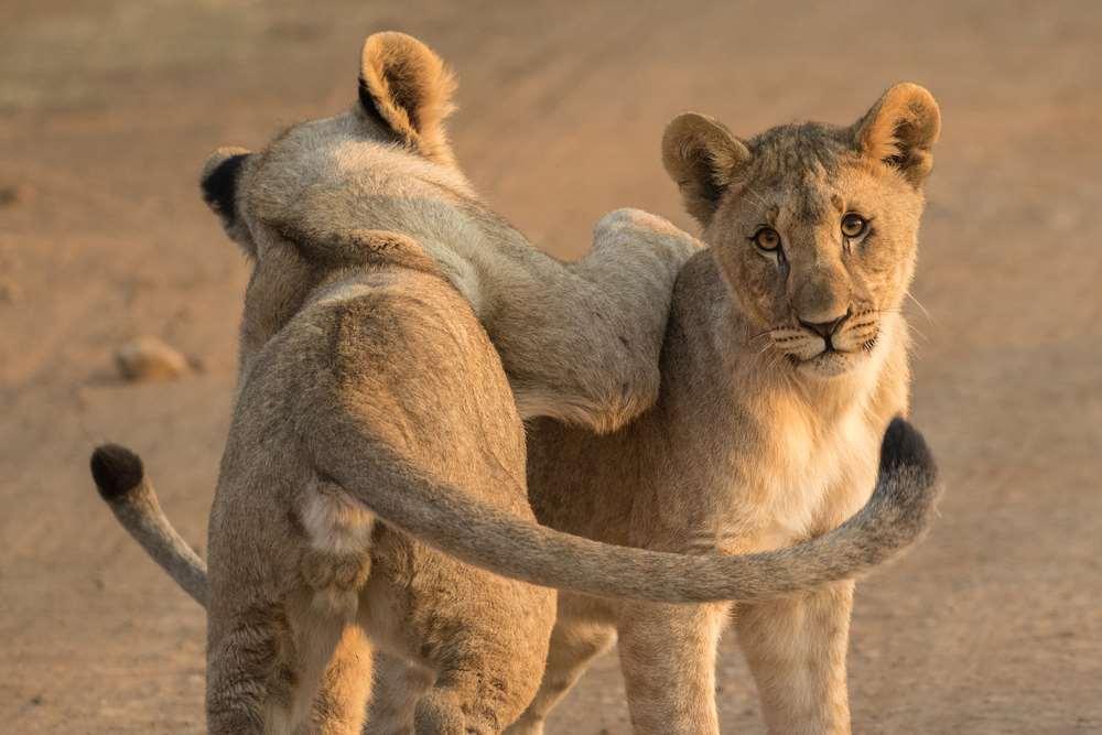 BÜYÜLÜ AFRİKA Güney Afrika Zimbabwe Botswana Cape Town