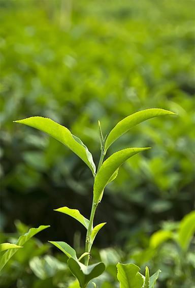 52 3.4.3. Camellia sinensis (L.) Kuntze (Thea sinensis L.) (Theaceae) Türkçe adı: Çay İngilizce adı: Tea Yeşil çay ekstresi olarak kullanılır.