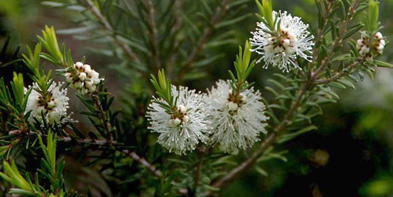 53 3.4.4. Melaleuca alternifolia Cheel (Myrtaceae) Türkçe adı: Çay ağacı İngilizce adı: Tea tree Preparat: Yaprak ve dallardan distilasyonla elde edilen uçucu yağı % 1-2 oranında kullanılır.