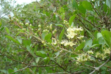 57 3.4.7. Lawsonia inermis L. (Lythraceae) Türkçe adı: Kına İngilizce adı: Henna Yaprak ekstreleri halinde kullanılmaktadır.